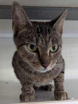 Rescue Domestic Short Hair Cats for Adoption in St. Augustine, Florida - Peach | PetCurious