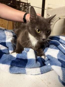 Chamoy -  Domestic Medium Hair and Domestic Short Hair Cat for Adoption in Bellevue, Washington - Chamoy | PetCurious