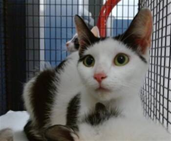 Domestic Short Hair Cats Available for Adoption in Doral, Florida - ZARA | PetCurious