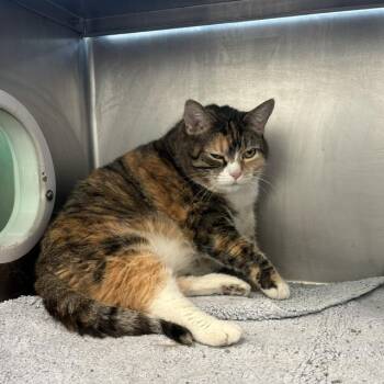 Domestic Short Hair Cats Available for Adoption in Boston, Massachusetts - LUCEE | PetCurious