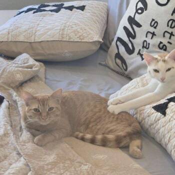 Cheesecake Factory -  Domestic Short Hair Cat for Adoption in San Antonio, Texas - Cheesecake Factory | PetCurious