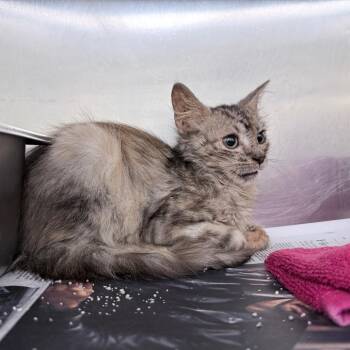 Nyla -  Domestic Medium Hair Cat for Adoption in Auburn, Alabama - Nyla | PetCurious