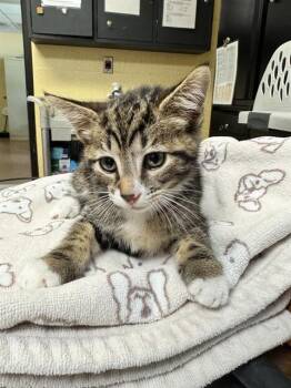 MADDY -  Domestic Short Hair Cat for Adoption in Cookeville, Tennessee - MADDY | PetCurious