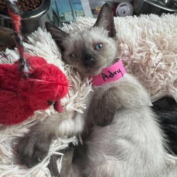 Adry -  Domestic Short Hair Cat for Adoption in Guaynabo, Guaynabo - Adry | PetCurious