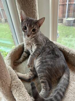 Rescue Tabby Cats for Adoption in Allen, Texas - Two Toes (TT) | PetCurious