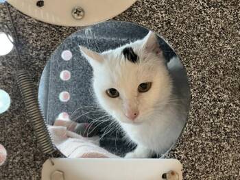 Domestic Short Hair Cats Available for Adoption in Colorado Springs, Colorado - LILY LOU | PetCurious