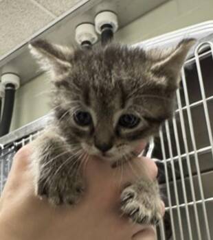 Flapjack -  Domestic Short Hair Cat for Adoption in Minneapolis, Minnesota - Flapjack | PetCurious
