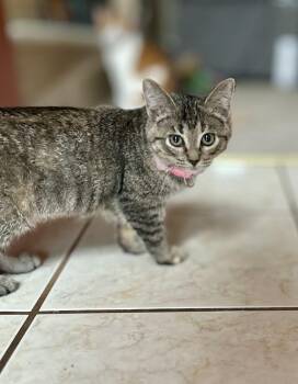 Rescue Domestic Short Hair Cats for Adoption in Philadelphia, Pennsylvania - Dior | PetCurious
