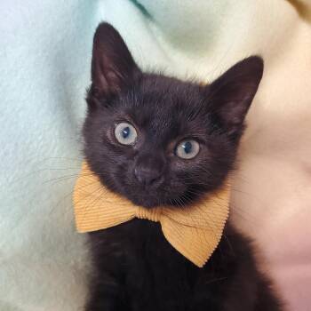 Waldo -  Domestic Short Hair Cat for Adoption in Marseilles, Illinois - Waldo | PetCurious