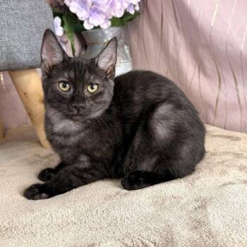 Marina -  Domestic Short Hair Cat for Adoption in Long Beach, Mississippi - Marina | PetCurious