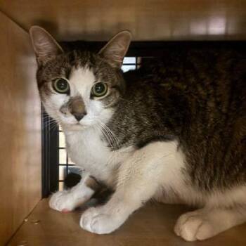 Cannoli -  Domestic Short Hair Cat for Adoption in New York, New York - Cannoli | PetCurious