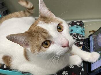 Knockout -  Domestic Short Hair Cat for Adoption in Milltown, New Jersey - Knockout | PetCurious