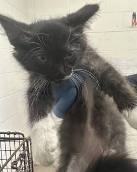 TWILIGHT -  Domestic Medium Hair Cat for Adoption in San Bernardino, California - TWILIGHT | PetCurious