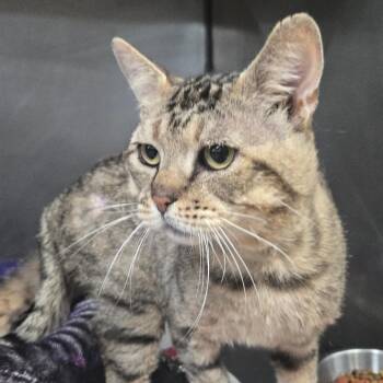 Big Worm -  Domestic Short Hair Cat for Adoption in San Jacinto, California - Big Worm | PetCurious