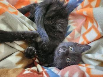 Zod -  Domestic Short Hair Cat for Adoption in Georgetown, Kentucky - Zod | PetCurious