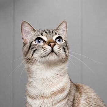Cersei -  Domestic Short Hair Cat for Adoption in Midland, Texas - Cersei | PetCurious
