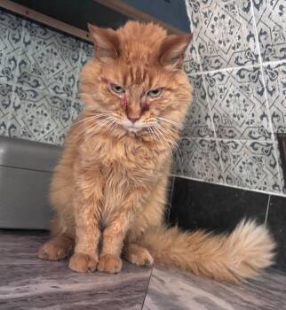 Reuben -  Domestic Long Hair Cat for Adoption in Gorham, Maine - Reuben | PetCurious