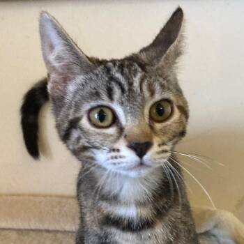 Abby - Precious Little Mild Wobbly -  Tabby Cat for Adoption in Hoquiam, Washington - Abby - Precious Little Mild Wobbly | PetCurious