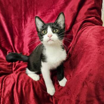 Phantom -  Domestic Short Hair and Tuxedo Cat for Adoption in Searcy, Arkansas - Phantom | PetCurious