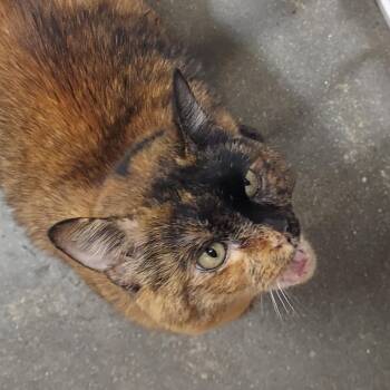 Domestic Short Hair Cats Available for Adoption - Cappuccino (Juno) | PetCurious