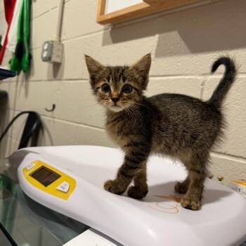 Bumpkin -  Domestic Short Hair Cat for Adoption in Smithville, Tennessee - Bumpkin | PetCurious