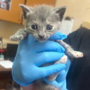 Raine -  Domestic Short Hair Cat for Adoption in Birmingham, Alabama - Raine | PetCurious