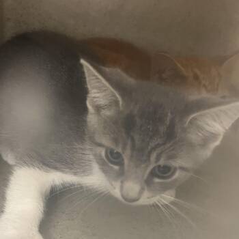 gabe -  Domestic Short Hair Cat for Adoption in Philadelphia, Pennsylvania - Gabe | PetCurious