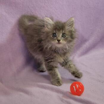 Appt. Pending - Marigold -  Domestic Long Hair Cat for Adoption in Versailles, Kentucky - Appt. Pending - Marigold | PetCurious