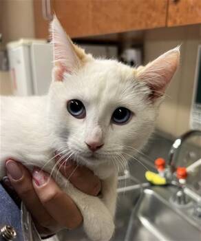 Domestic Short Hair Cats Available for Adoption - KIMCHI | PetCurious