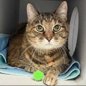 Tivo -  Domestic Short Hair Cat for Adoption in New York, New York - Tivo | PetCurious