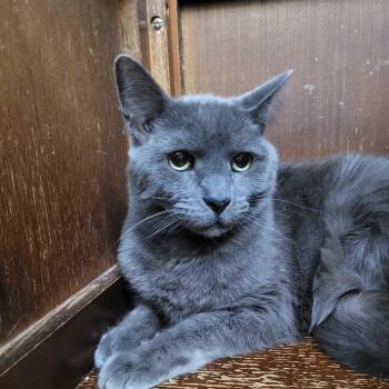 Talula -  Domestic Short Hair Cat for Adoption in Las Vegas, Nevada - Talula | PetCurious