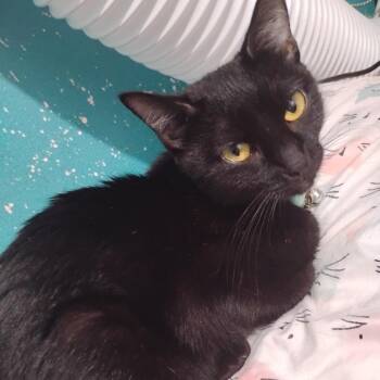 Eclipsa -  Domestic Short Hair Cat for Adoption in Los Angeles, California - Eclipsa | PetCurious