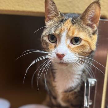 Domestic Short Hair Cats Available for Adoption - Calamity Jane | PetCurious