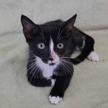 Fudge -  Domestic Short Hair Cat for Adoption in Buffalo, Minnesota - Fudge | PetCurious
