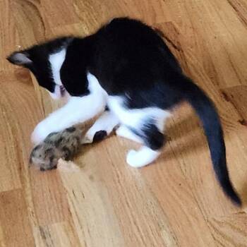 Oreo -  Domestic Short Hair Cat for Adoption in Traverse City, Michigan - Oreo | PetCurious