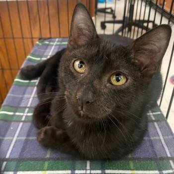 Rescue Domestic Short Hair Cats for Adoption in Davenport, Iowa - MJ | PetCurious