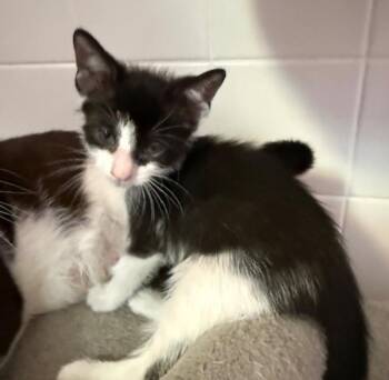 Domestic Short Hair Cats Available for Adoption in Herndon, Virginia - Gary | PetCurious
