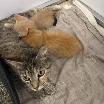 Tanya -  Domestic Short Hair Cat Available for Adoption - Tanya | PetCurious