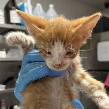 Franky -  Domestic Short Hair Cat for Adoption in Edinburg, Texas - Franky | PetCurious