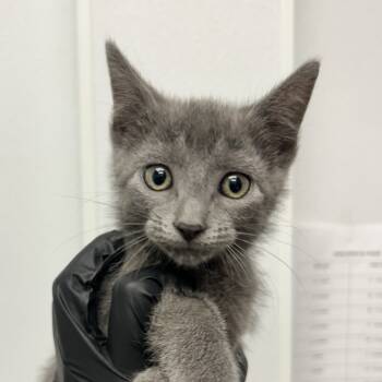 Rescue Domestic Short Hair Cats for Adoption in Abilene, Texas - Jack Skellington | PetCurious