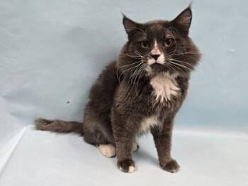 Lenny -  Domestic Long Hair Cat for Adoption in Minneapolis, Minnesota - Lenny | PetCurious