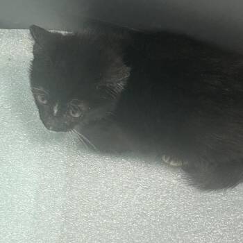 Comly -  Domestic Short Hair Cat for Adoption in Philadelphia, Pennsylvania - Comly | PetCurious