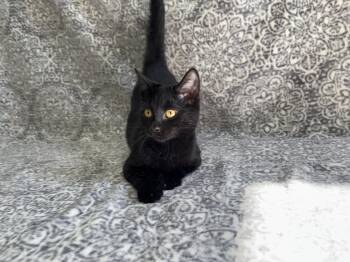 Rescue Domestic Short Hair and American Shorthair Cats for Adoption in Frankfort, Indiana - Swayze | PetCurious