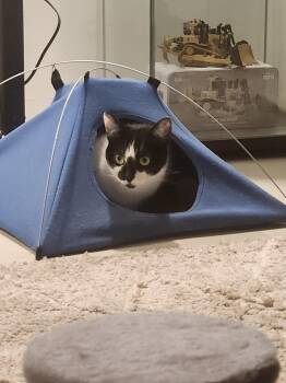 Zézette -  Domestic Short Hair Cat for Adoption in Montreal, Quebec - Zézette | PetCurious
