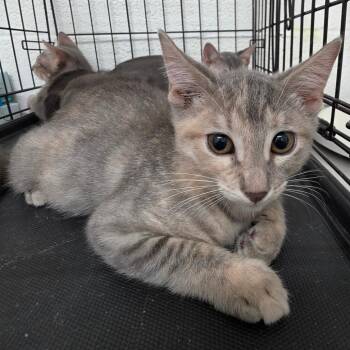 Tia -  Domestic Short Hair Cat for Adoption in Edinburg, Texas - Tia | PetCurious