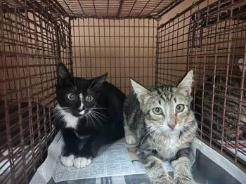 Tobi -  Domestic Short Hair Cat for Adoption in Austin, Texas - Tobi | PetCurious