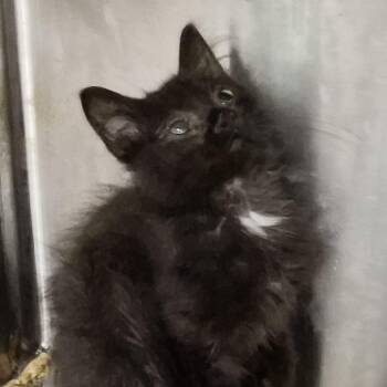 Nox -  Domestic Medium Hair Cat for Adoption in Bentonville, Arkansas - Nox | PetCurious