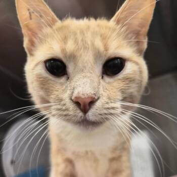 Dobby -  Domestic Medium Hair Cat for Adoption in Bentonville, Arkansas - Dobby | PetCurious