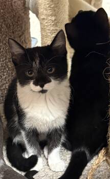 Rescue Domestic Short Hair Cats for Adoption in Hamburg, New York - Apple | PetCurious