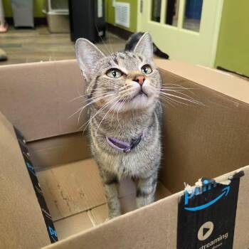 Waffle -  Domestic Short Hair Cat for Adoption in Bloomington, Illinois - Waffle | PetCurious